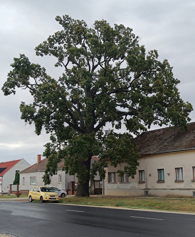 Read more about the article Helyi jelentőségű védett természeti értékeink gyarapodása