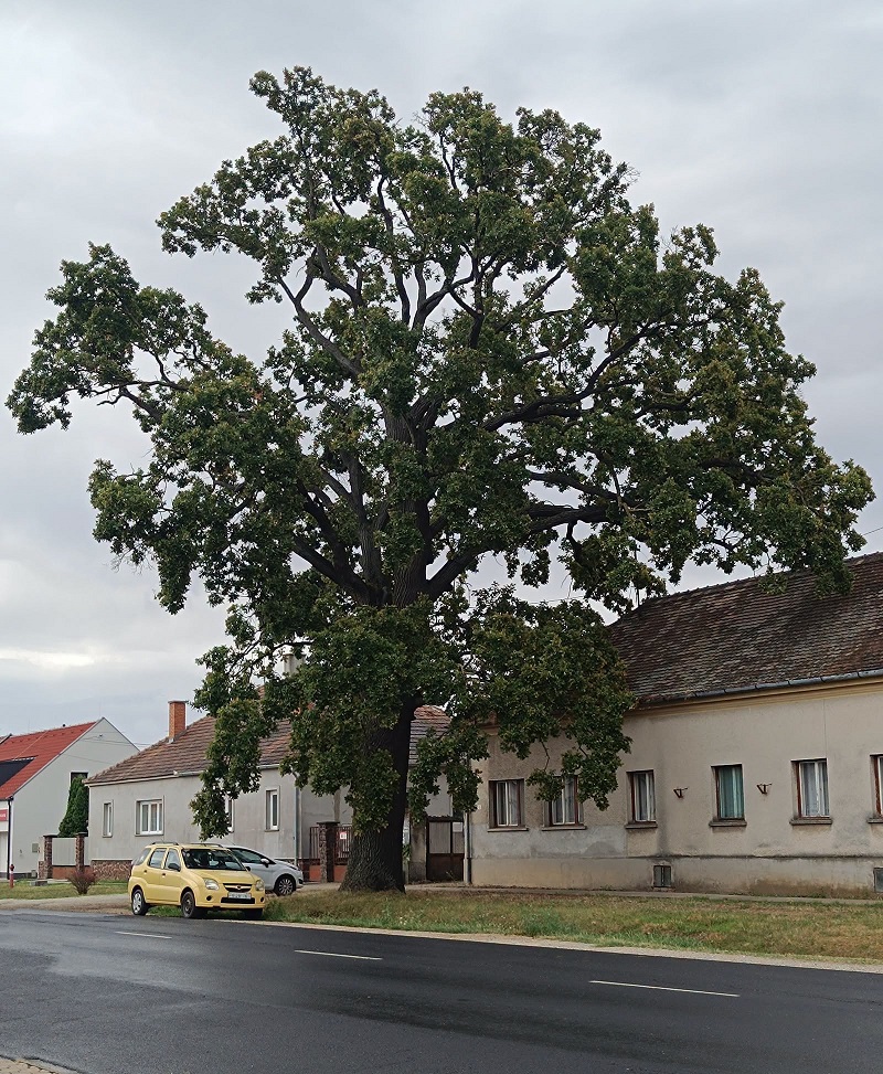 Read more about the article Helyi jelentőségű védett természeti értékeink gyarapodása